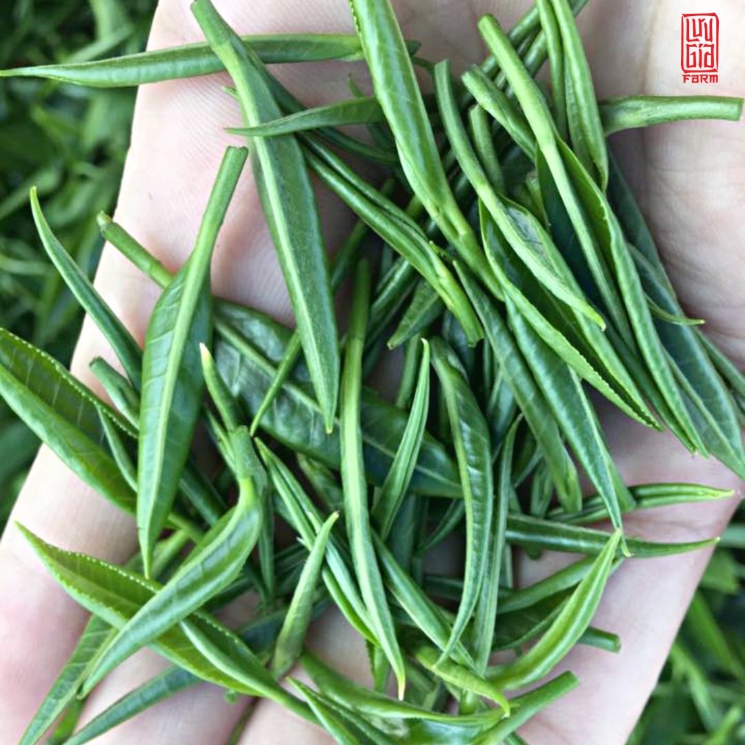 Trà Đinh Tâm Nõn