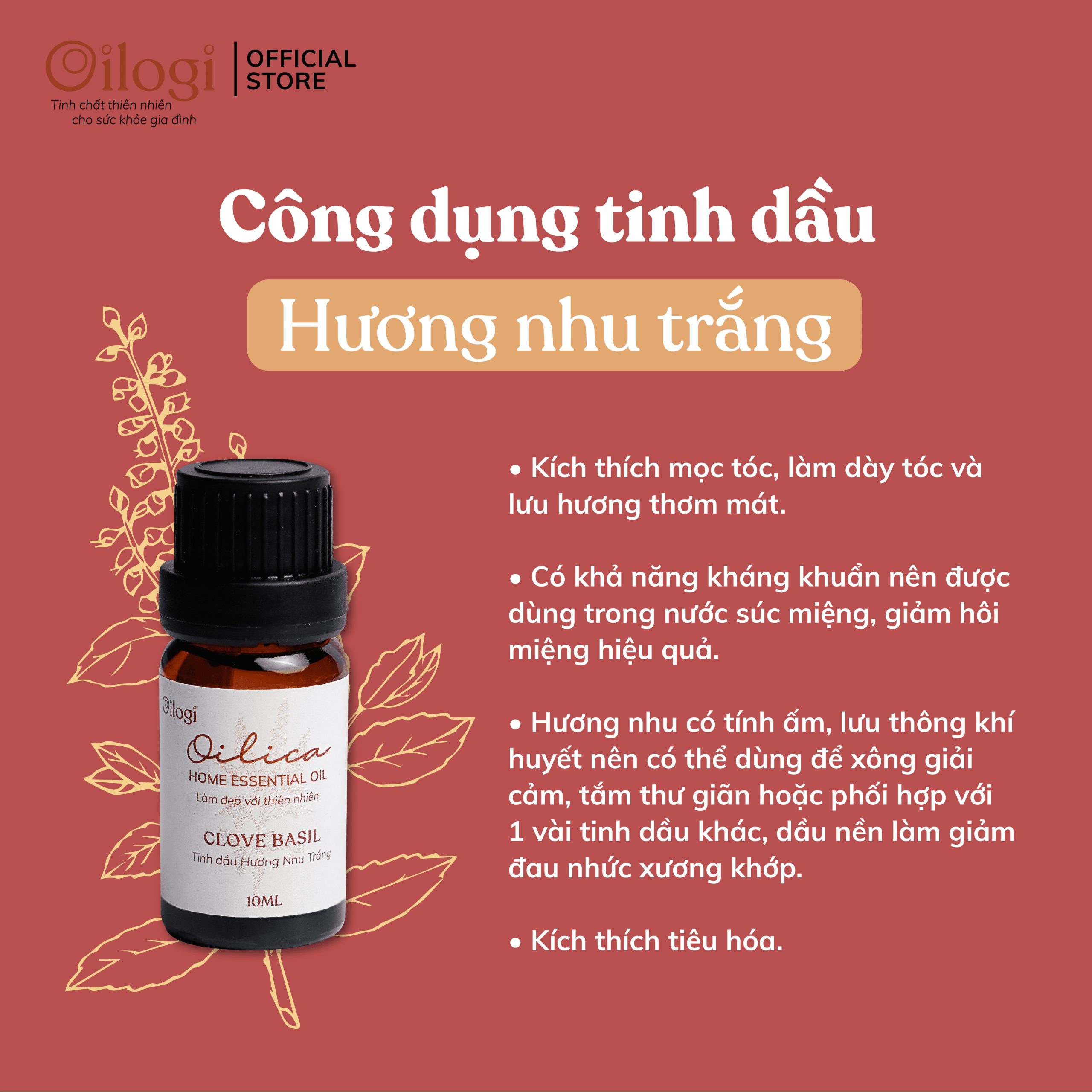 Tinh dầu hương Nhu Trắng – Clove Basil Oil giữ ấm, thông thoáng đường thở (chai 10ml)