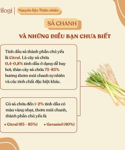 Tinh dầu Sả Chanh Oilogi – Giảm căng thẳng, xua đuổi muỗi và côn trùng (chai 10ml)