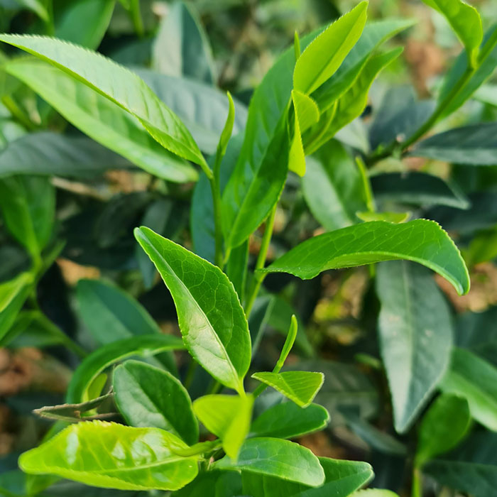 Trà Móc Câu Thái Nguyên Thượng Hạng (hộp 200g)