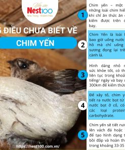 Yến tổ Nest100 – Rút lông loại đặc biệt (50g + túi)