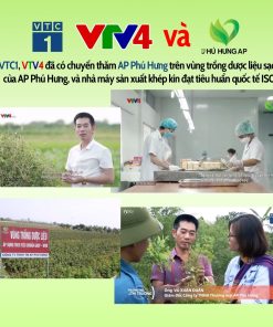 Trà Đinh Lăng Hỗ Trợ Bổ Não AP Phú Hưng