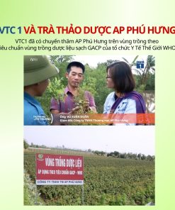 Trà Cà Gai Leo Hỗ Trợ Bảo Vệ Gan AP Phú Hưng