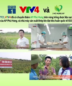 Trà Dáng Tây Thi Hỗ Trợ Giảm Mỡ AP Phú Hưng